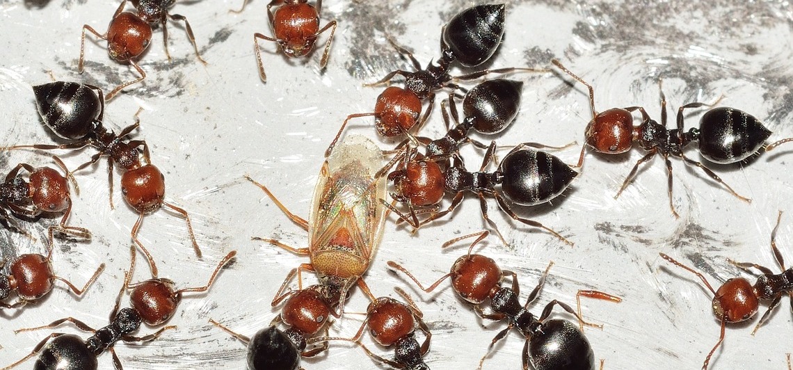 Entomofobia: Fobia a los insectos