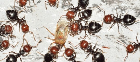 Entomofobia: Fobia a los insectos